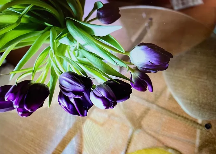 Maison Silvia Bed & Breakfast Treviso